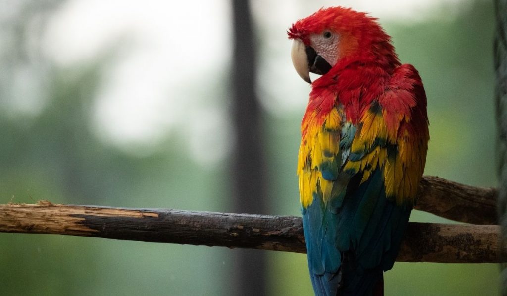 how much is a parrot